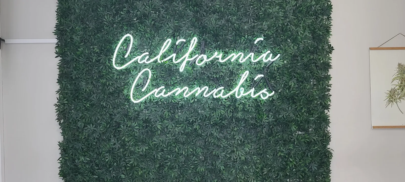 California Cannabis neon sign on a green plant wall inside Markt.
